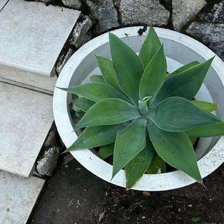 펜션 Foresta Sul Mare Poggio dei Pini